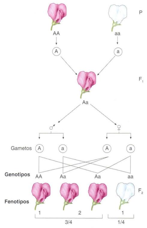 Descubrimiento De La Genética: Las Leyes De Mendel | PsicoUNED