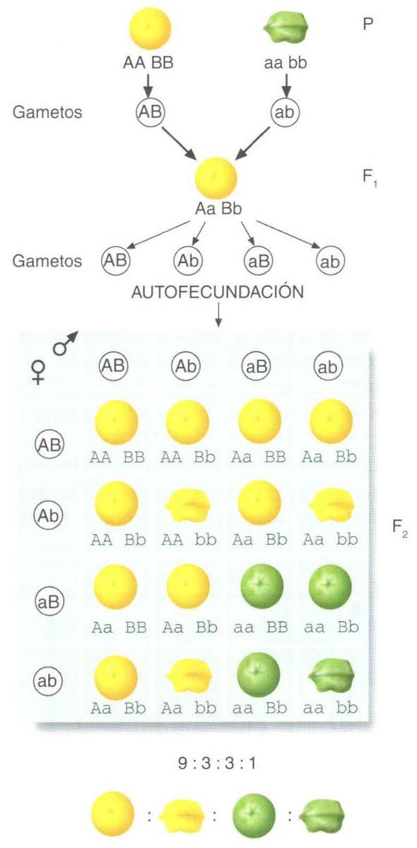 Descubrimiento De La Genética: Las Leyes De Mendel | PsicoUNED