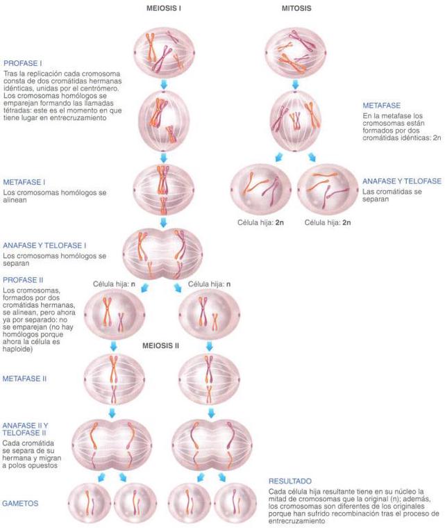 La Reproducción Sexual Y Las Leyes De Mendel: Meiosis Y Teoría ...